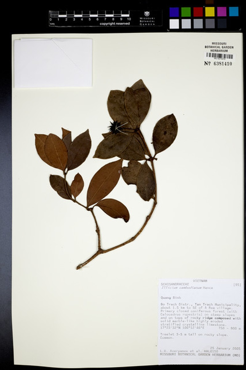 Illicium griffithii var. cambodianum
