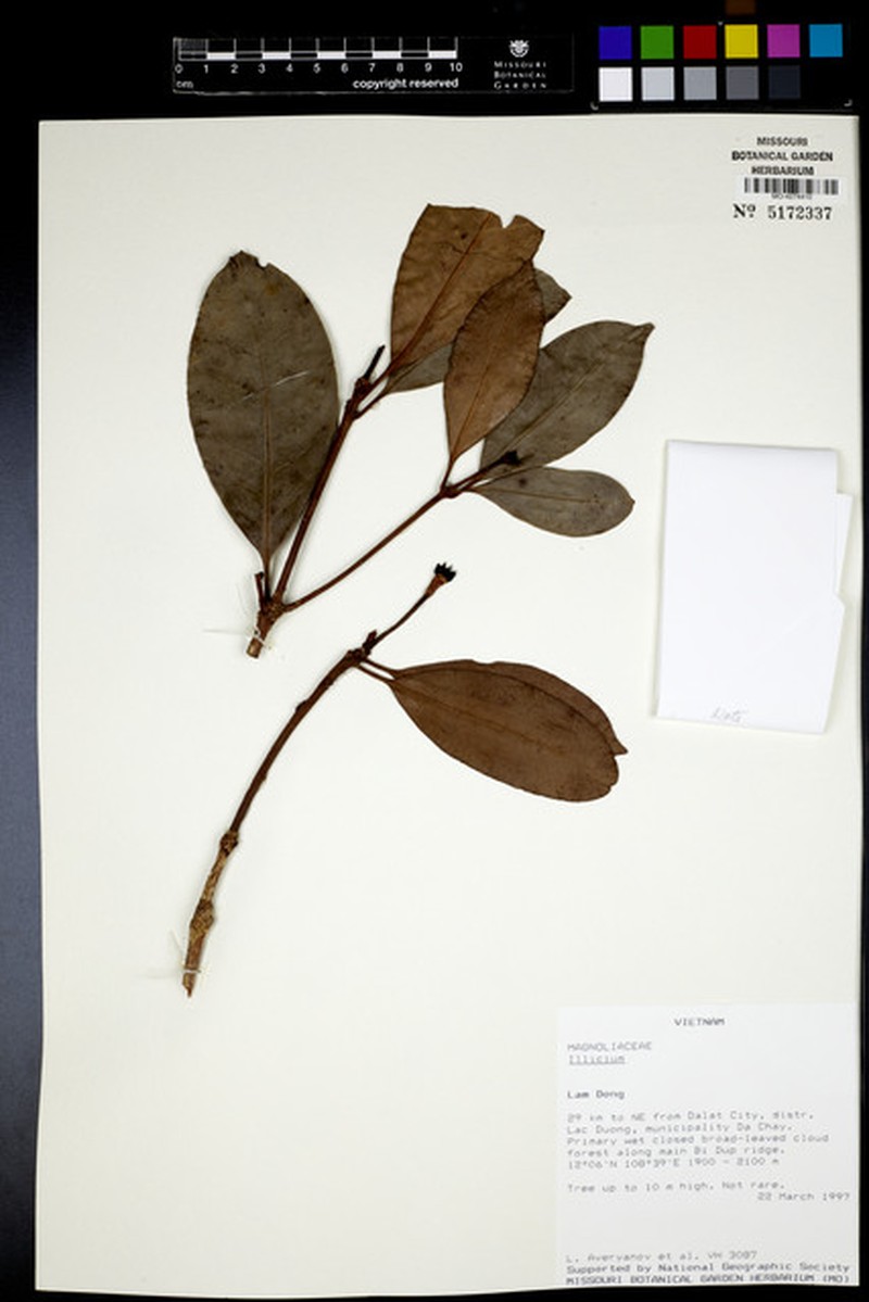 Illicium griffithii var. cambodianum photo 2