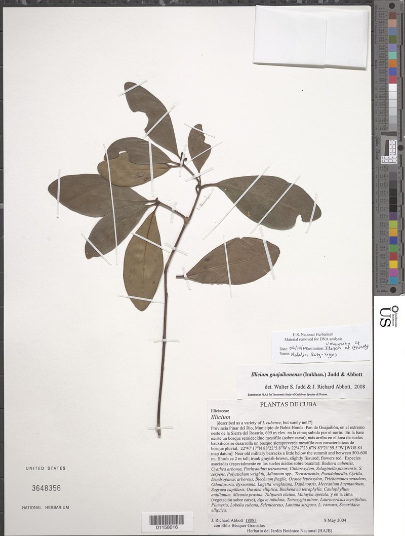 Illicium guajaibonense
