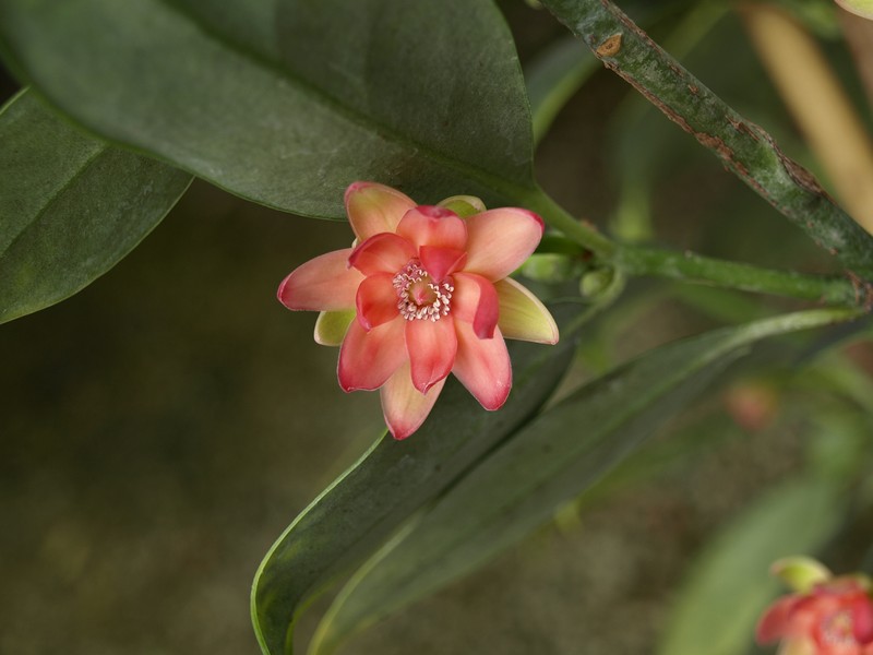 Illicium henryi