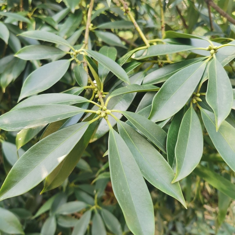 Illicium henryi photo 2