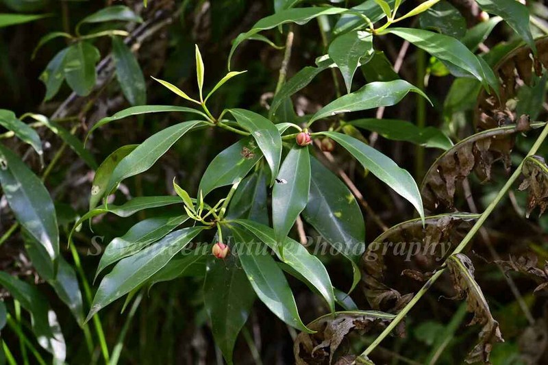 Illicium henryi photo 3