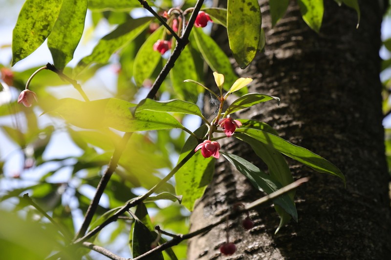 Illicium henryi photo 4