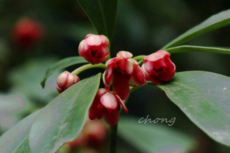 Illicium henryi photo 5