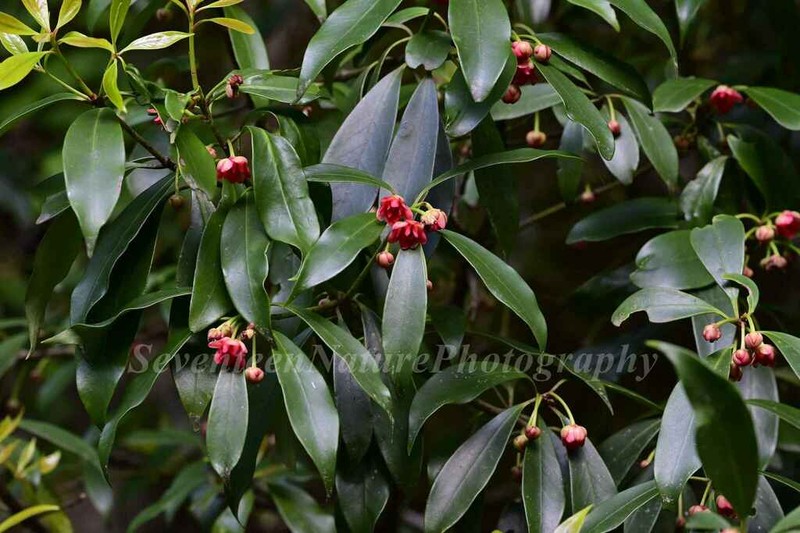 Illicium henryi photo 6