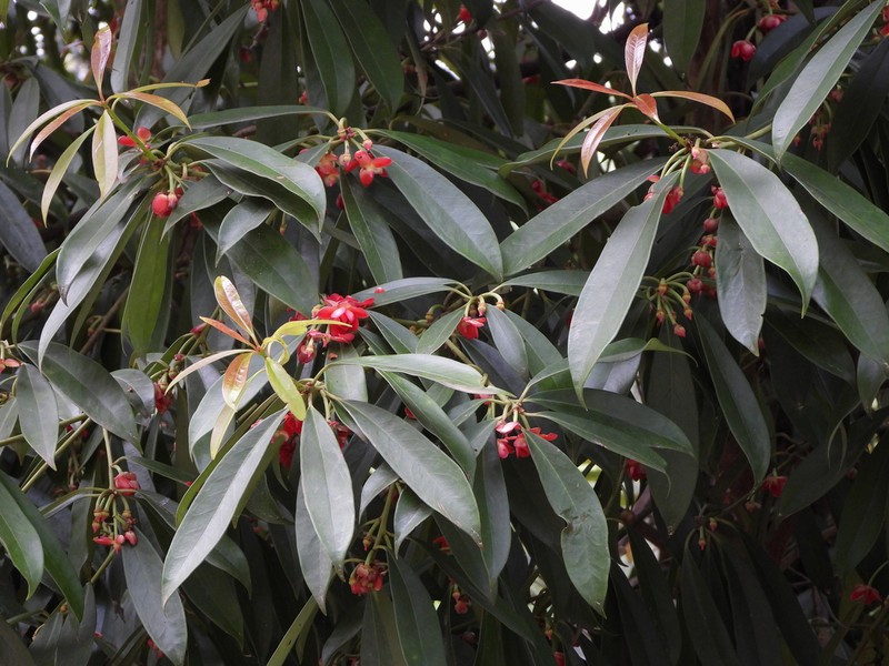 Illicium henryi photo 7