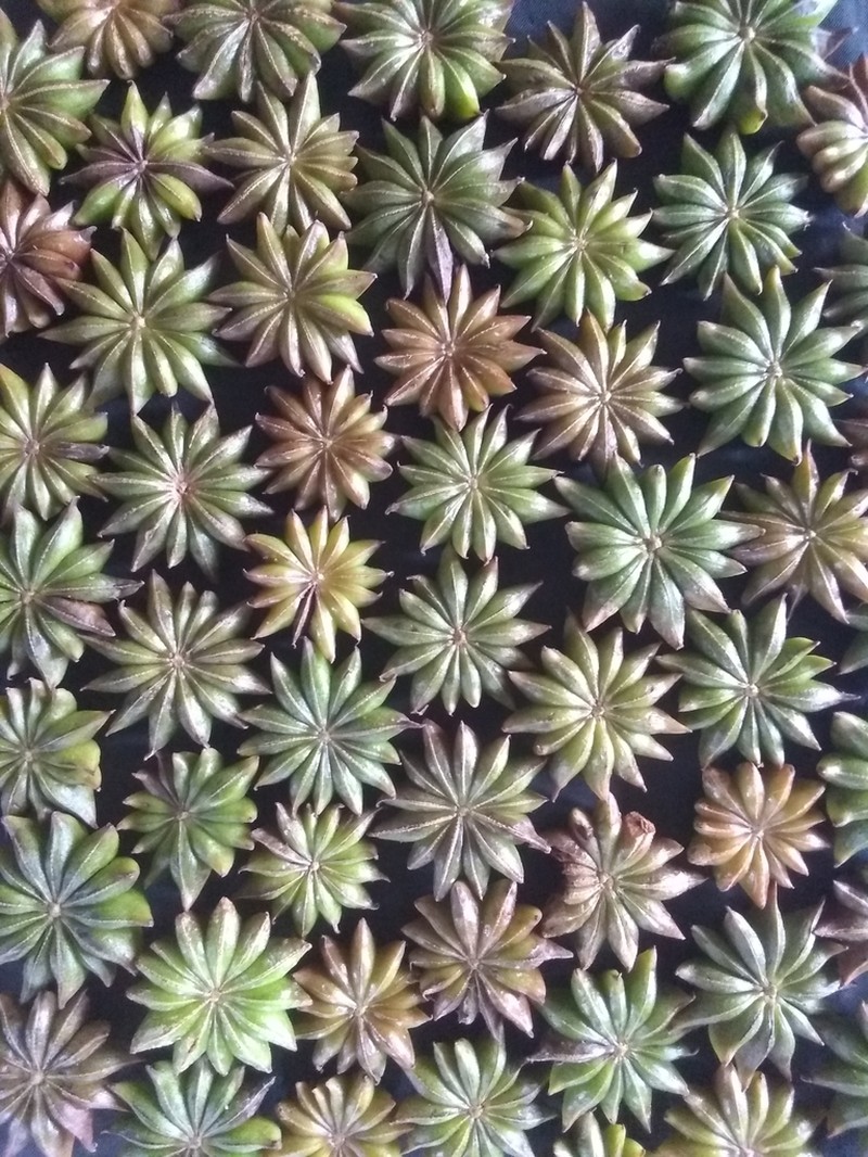 Illicium hottense