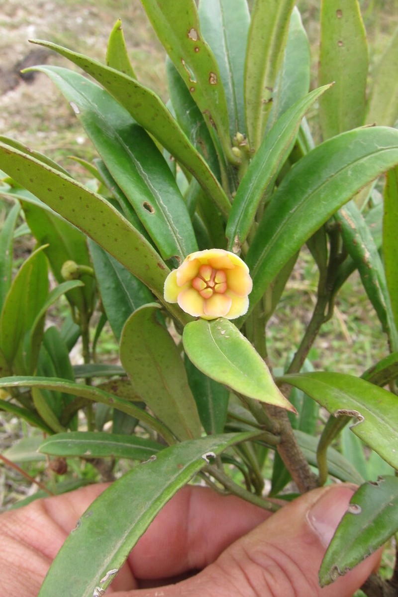 Illicium hottense photo 2