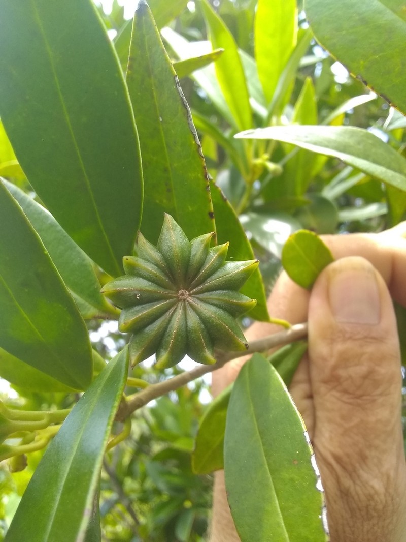 Illicium hottense photo 3