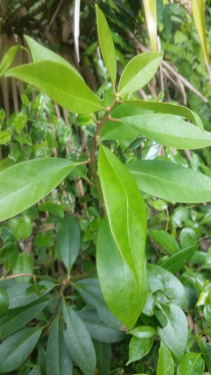 Illicium hottense photo 4