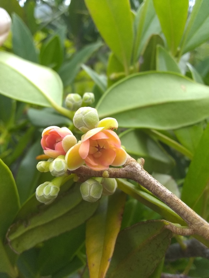 Illicium hottense photo 5