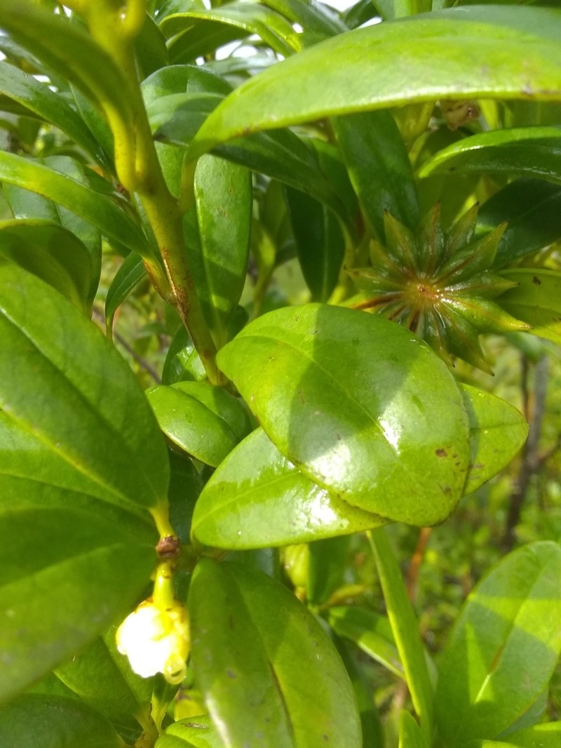 Illicium hottense photo 6