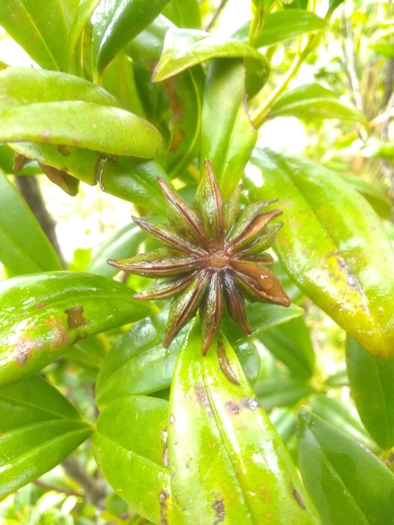 Illicium hottense photo 7