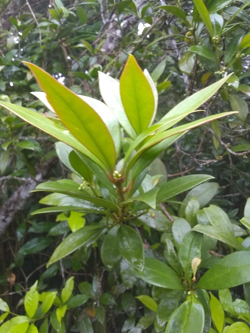 Illicium hottense photo 8