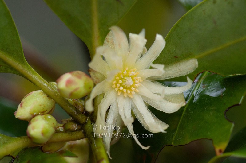Illicium jiadifengpi