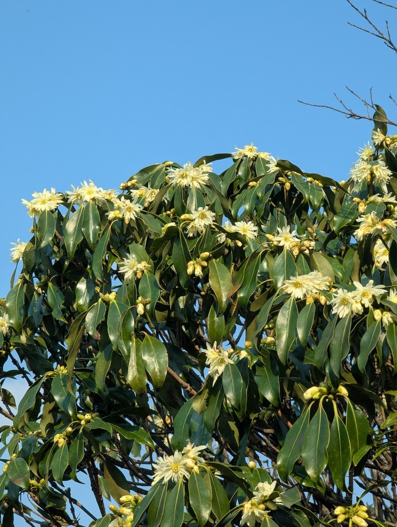 Illicium jiadifengpi photo 2