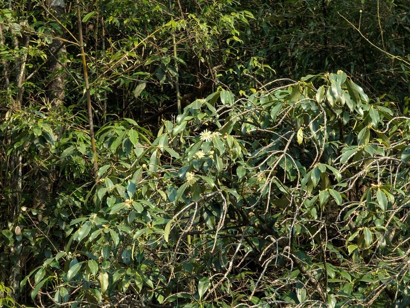 Illicium jiadifengpi photo 5