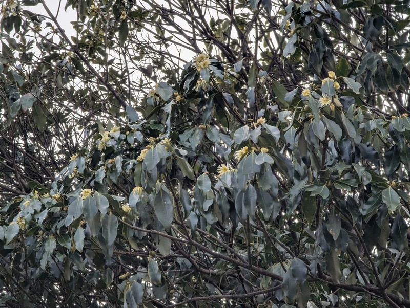 Illicium jiadifengpi photo 6