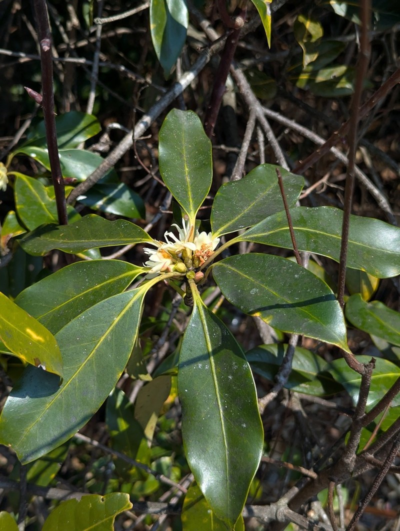 Illicium jiadifengpi photo 7