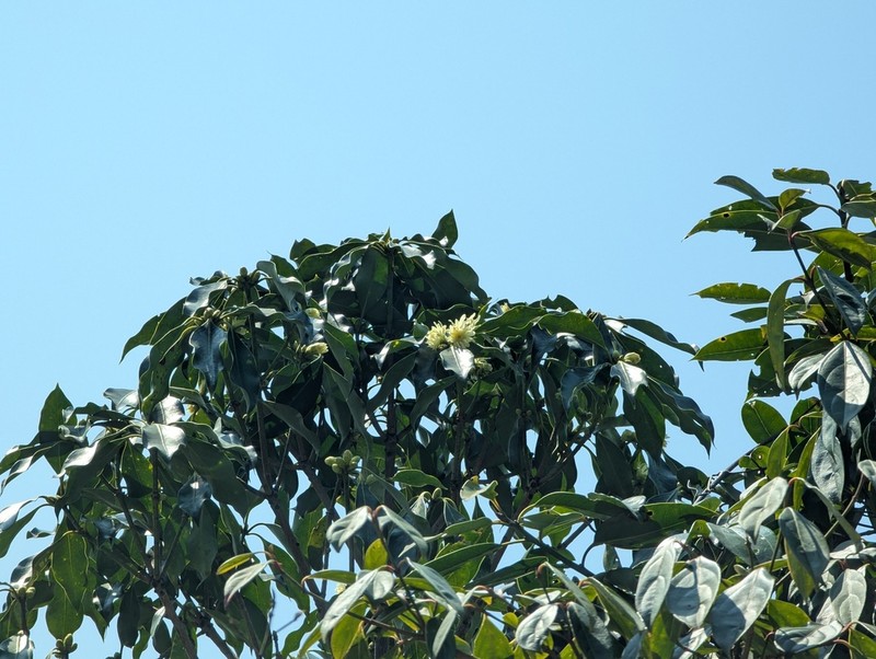 Illicium jiadifengpi photo 8