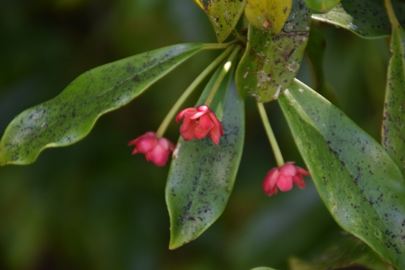 Illicium lanceolatum