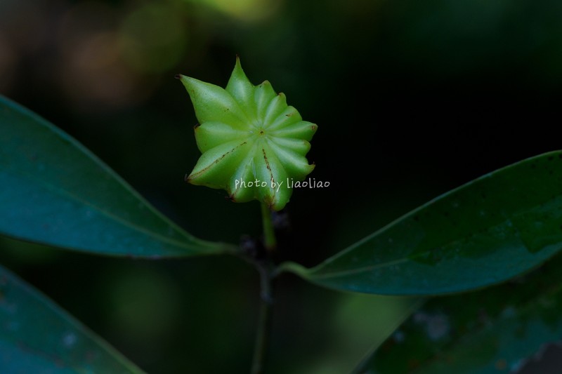 Illicium lanceolatum photo 2