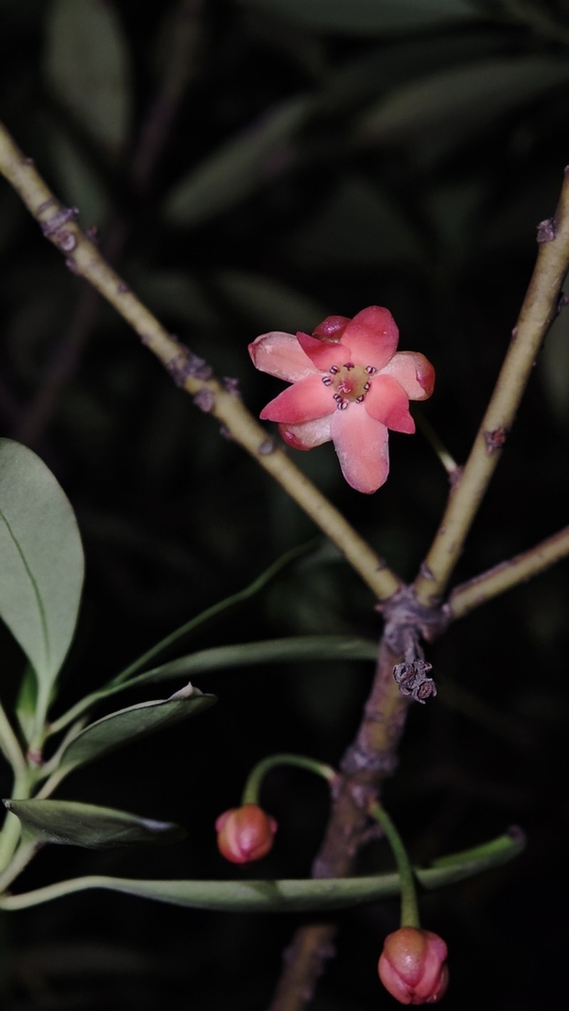 Illicium lanceolatum photo 3