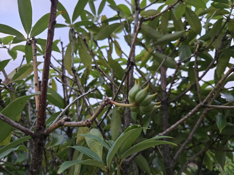 Illicium lanceolatum photo 4