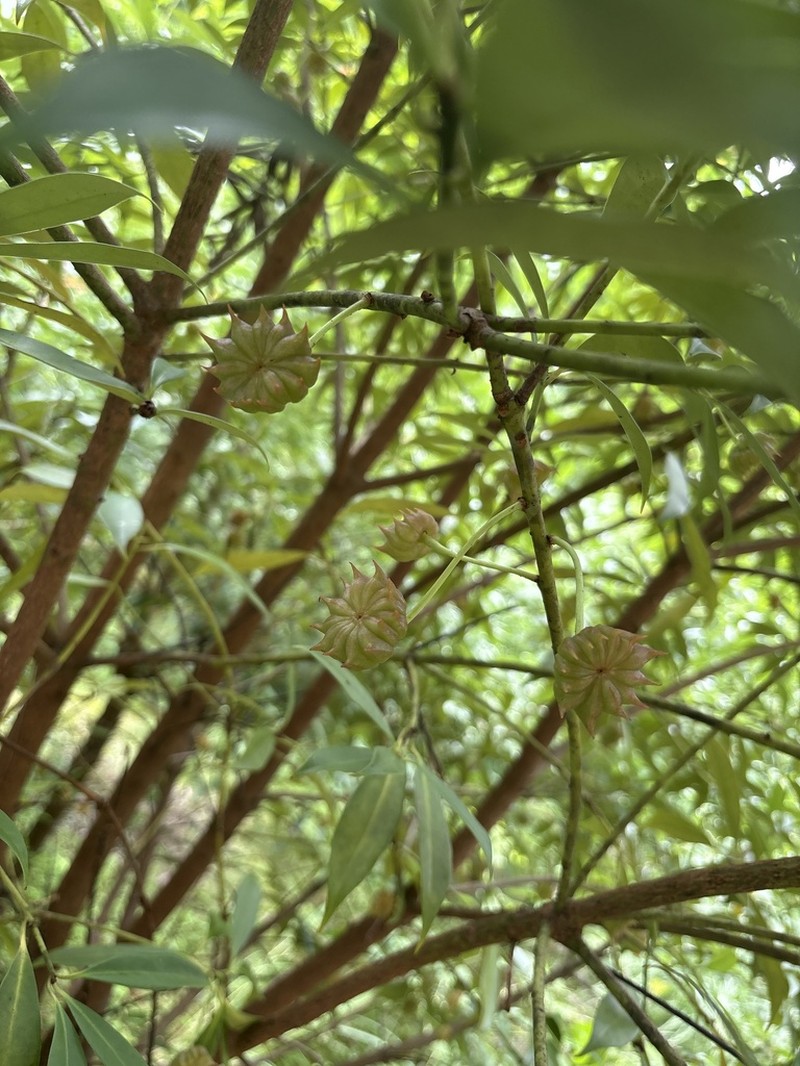 Illicium lanceolatum photo 5