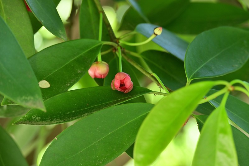 Illicium lanceolatum photo 6