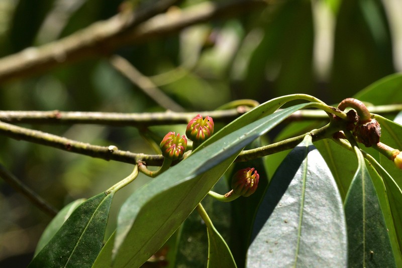 Illicium lanceolatum photo 7