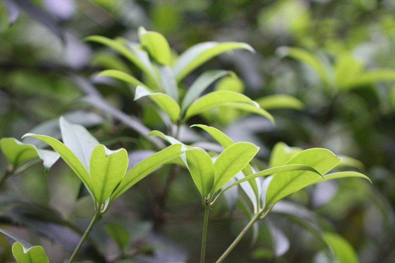 Illicium leiophyllum