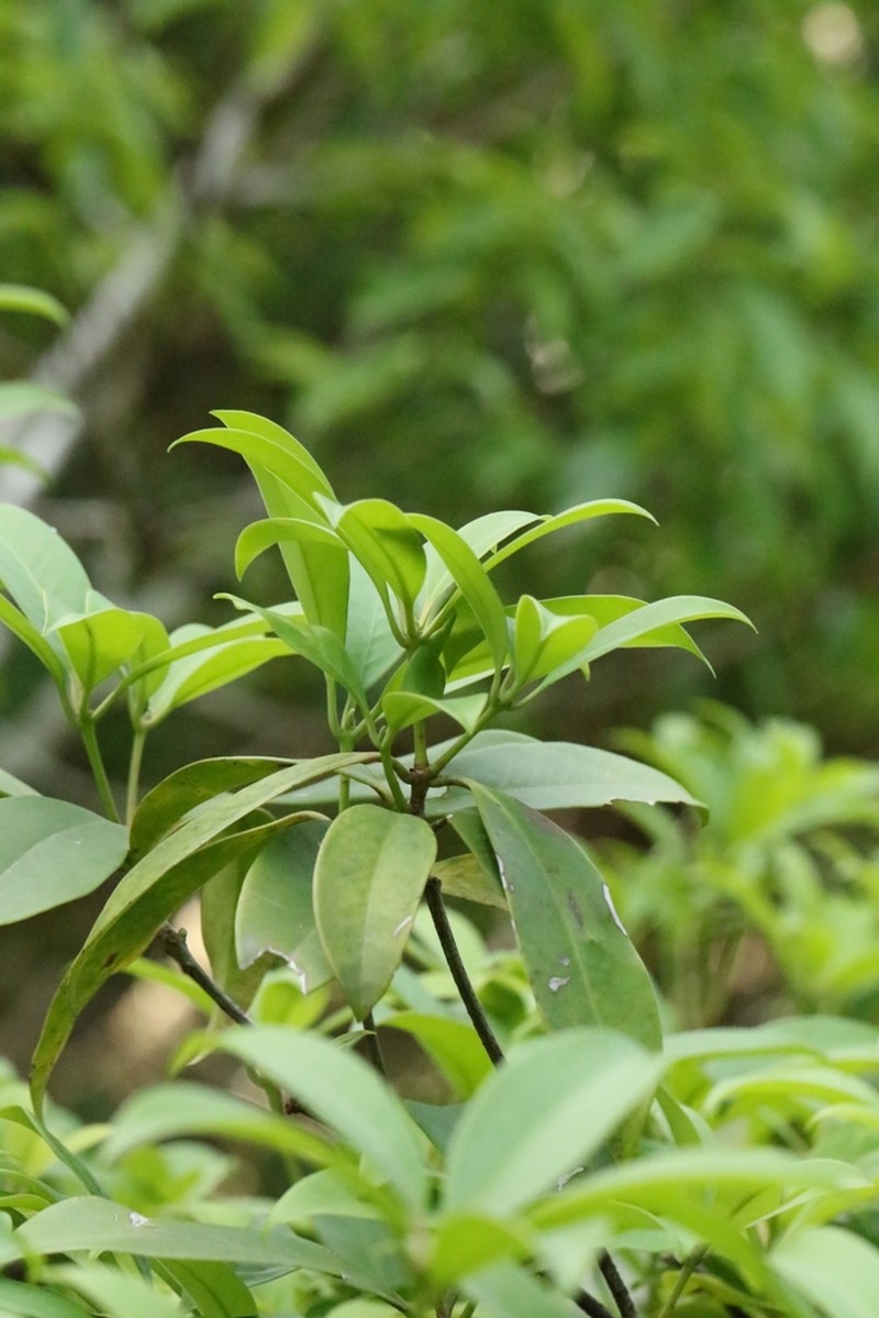 Illicium leiophyllum photo 2
