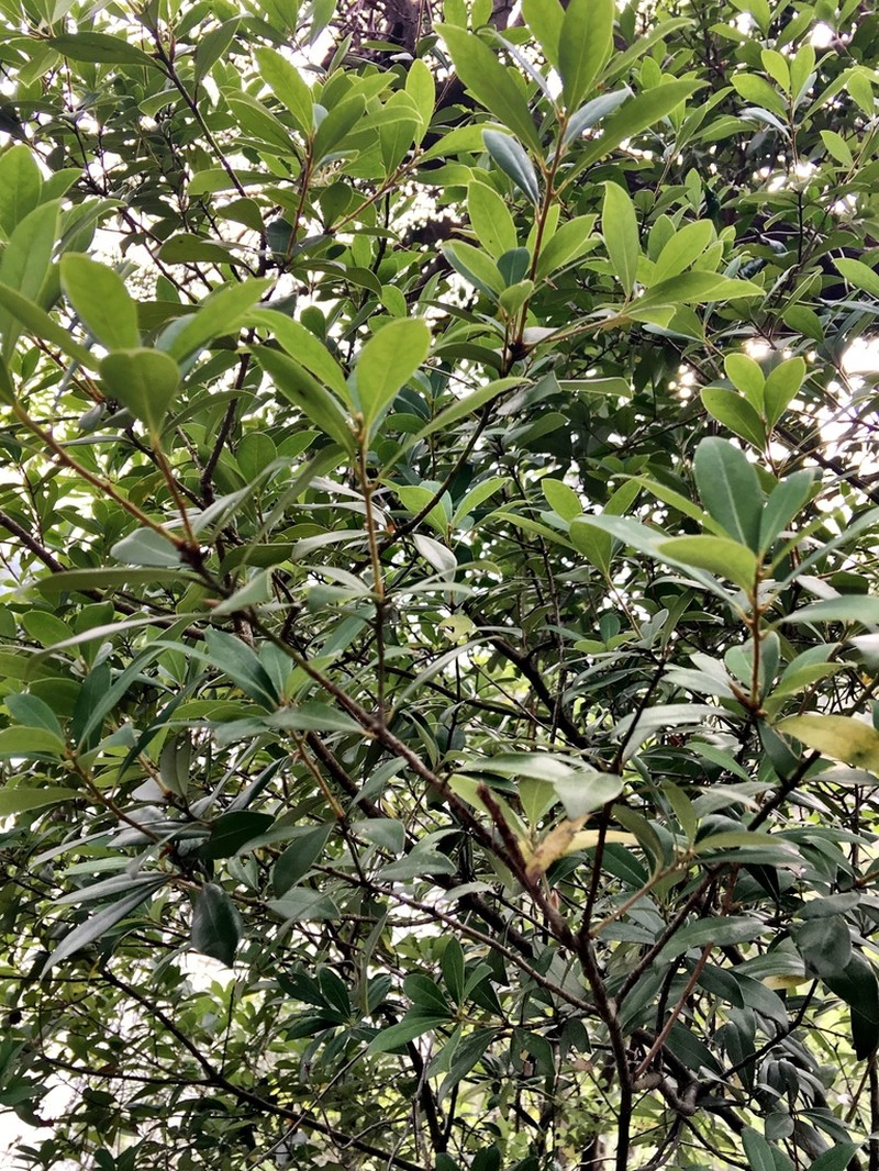 Illicium leiophyllum photo 3