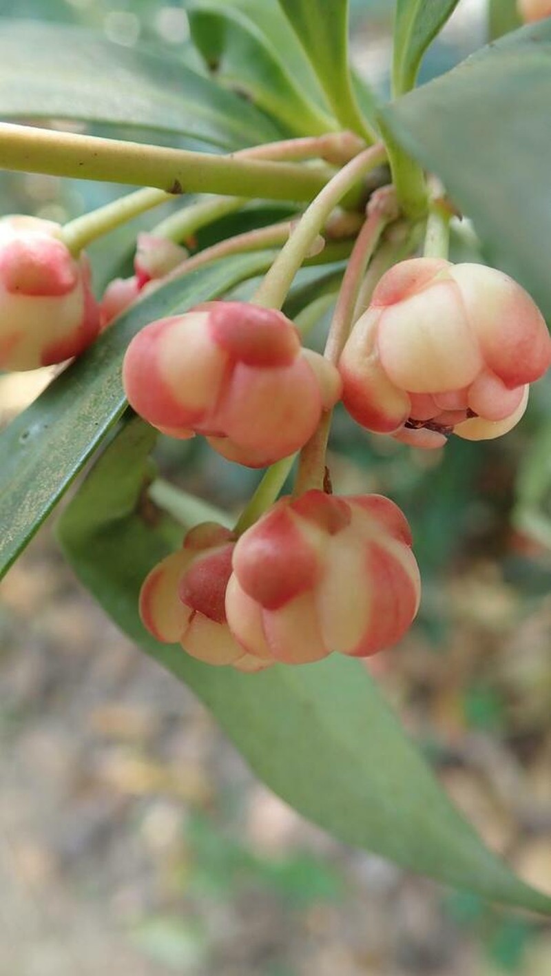 Illicium leiophyllum photo 4