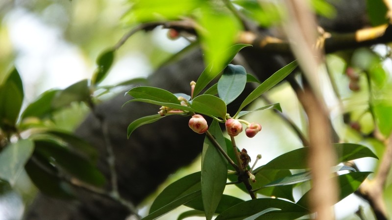 Illicium leiophyllum photo 5
