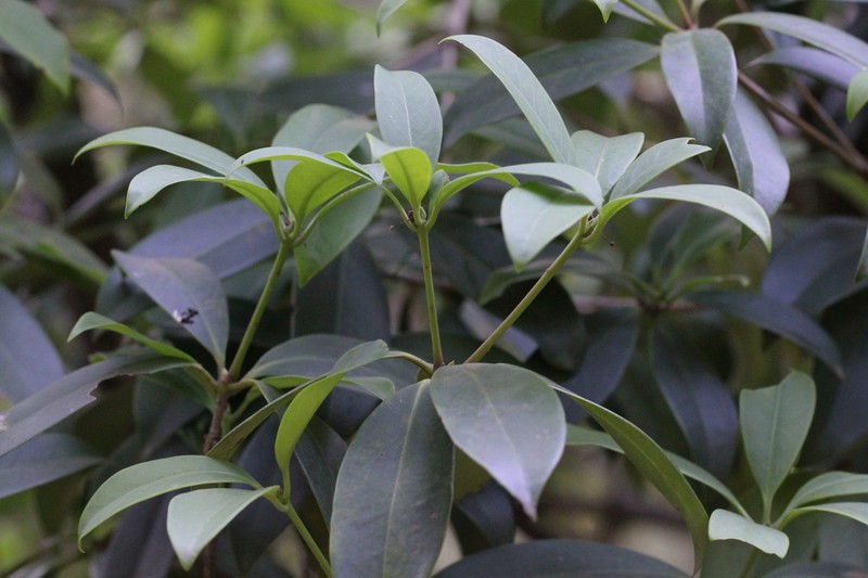 Illicium leiophyllum photo 6