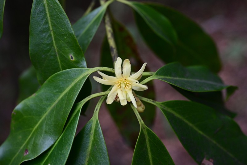 Illicium macranthum photo 2