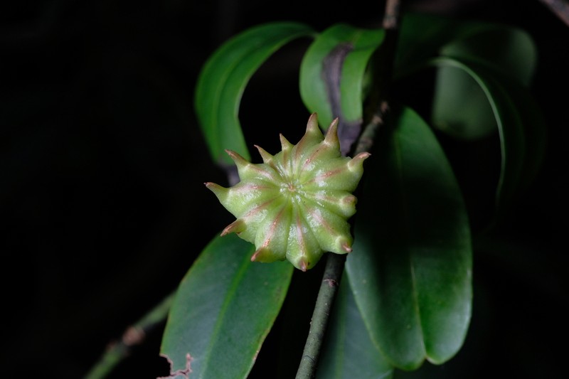 Illicium macranthum photo 4