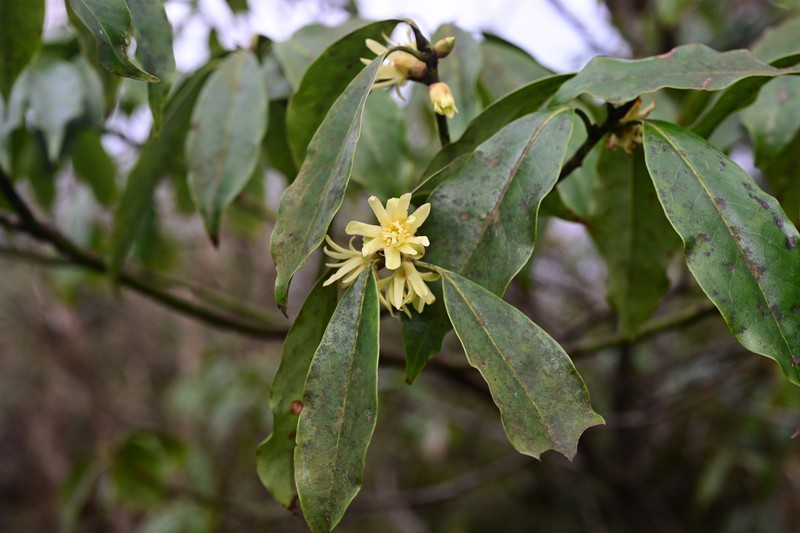 Illicium macranthum photo 6