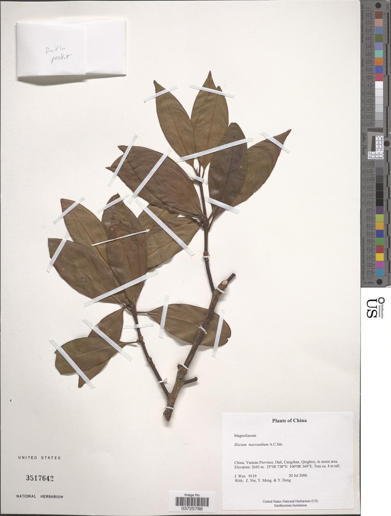 Illicium macranthum photo 7