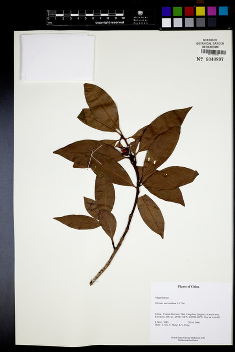 Illicium macranthum photo 8