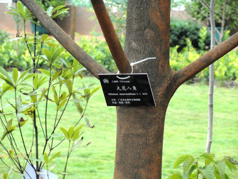 Illicium macranthum