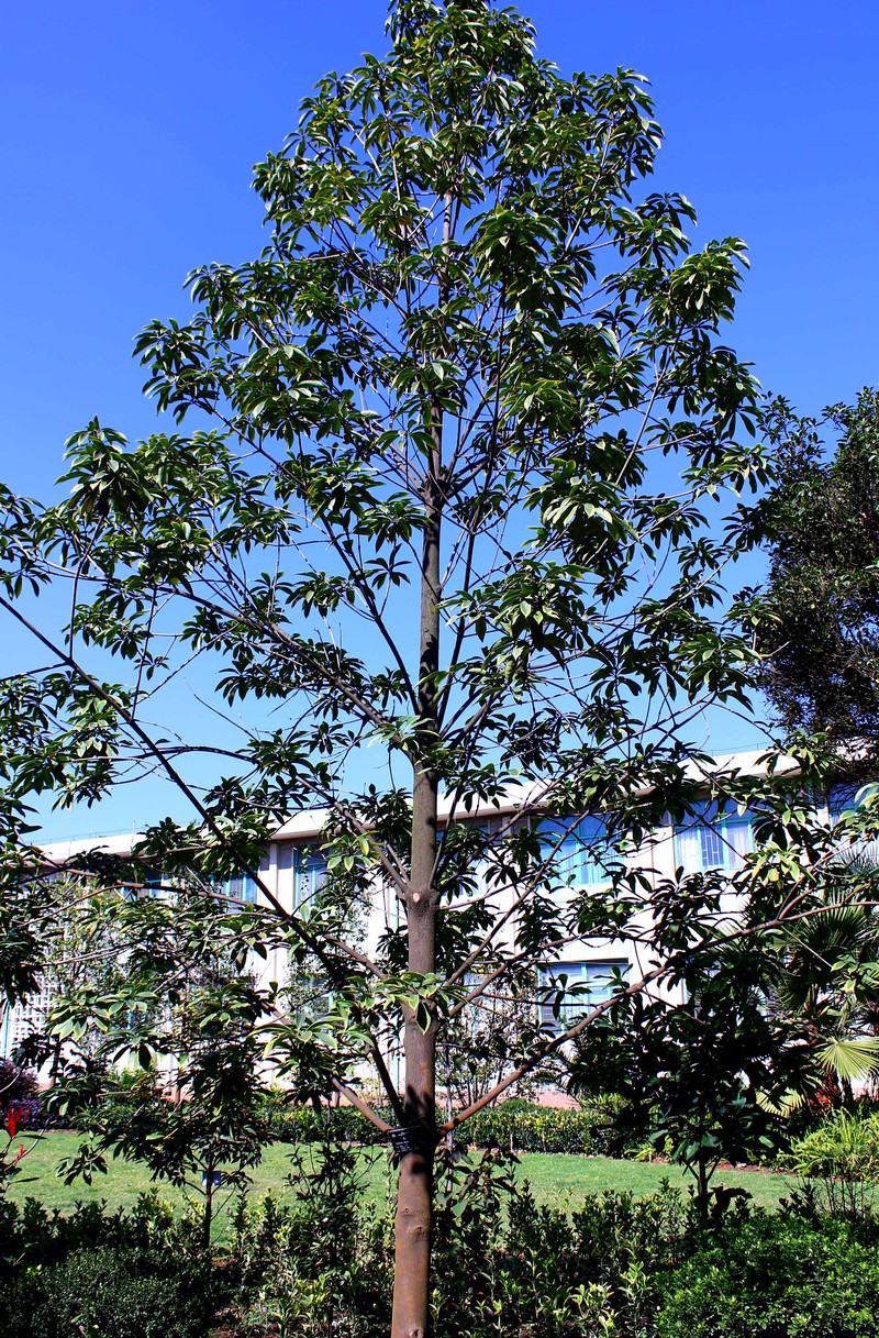 Illicium majus