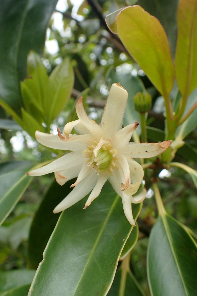 Illicium majus photo 2