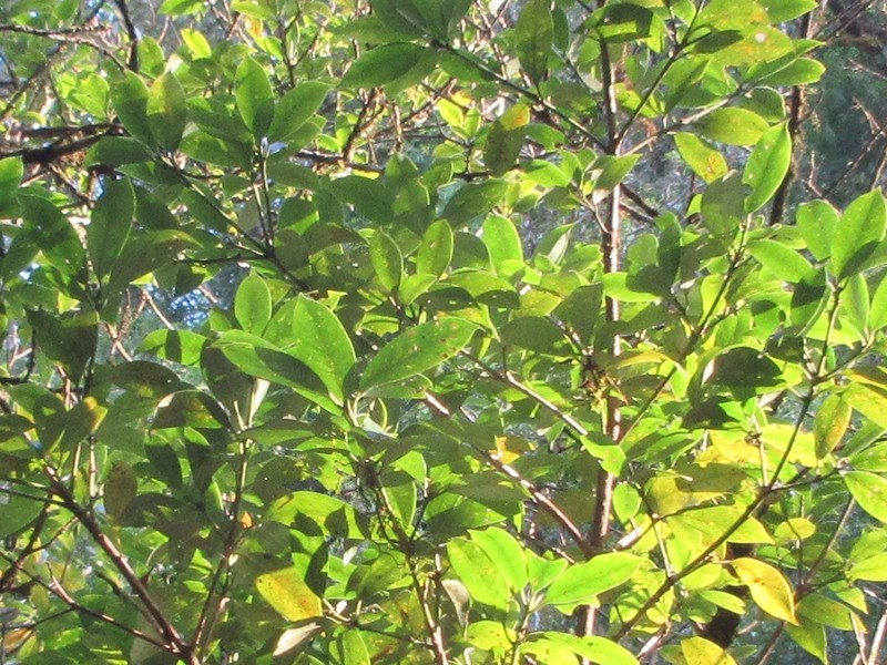 Illicium majus photo 3
