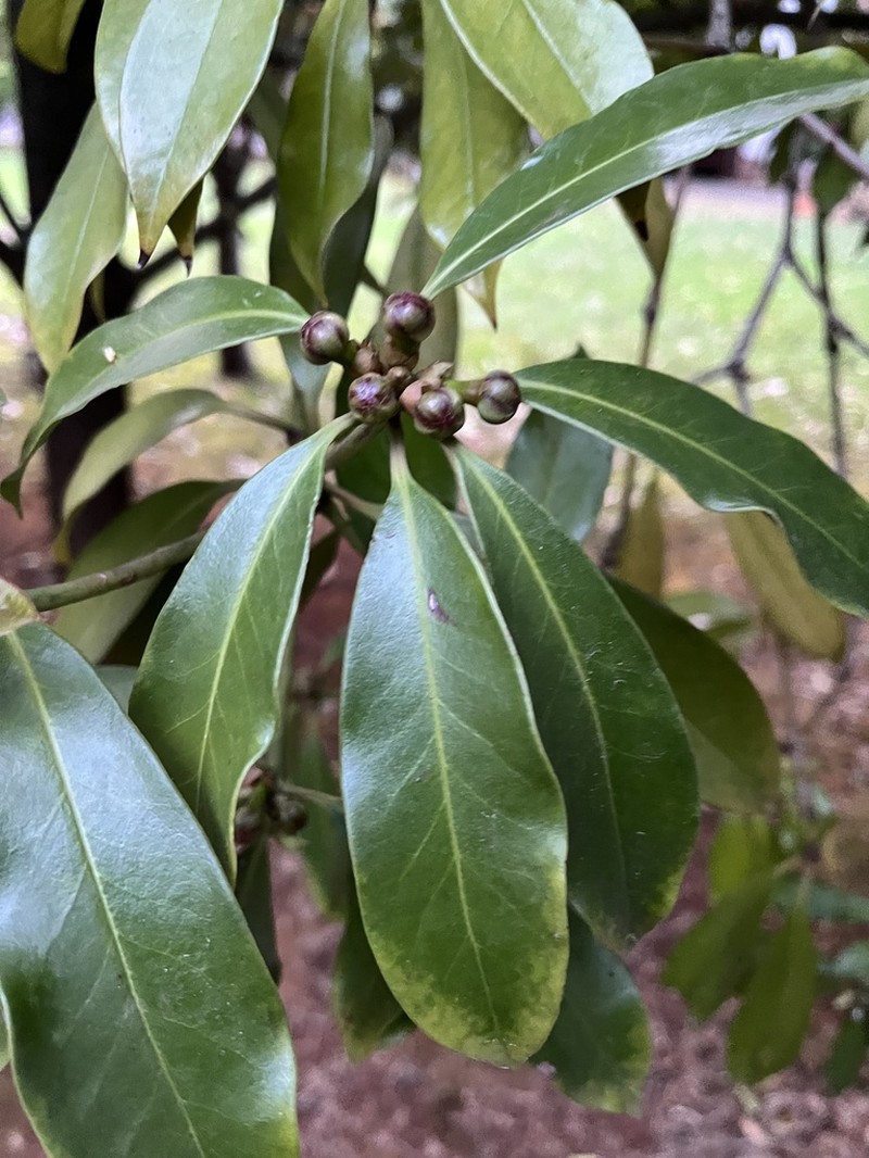 Illicium majus photo 4