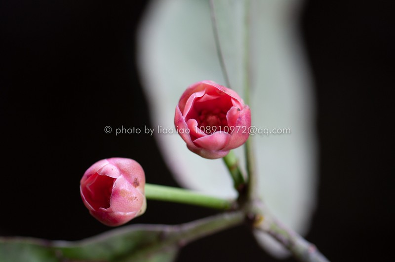 Illicium majus photo 5