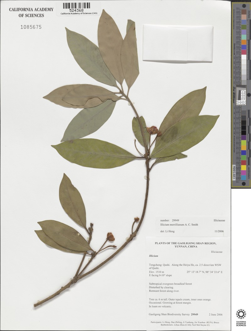 Illicium merrillianum