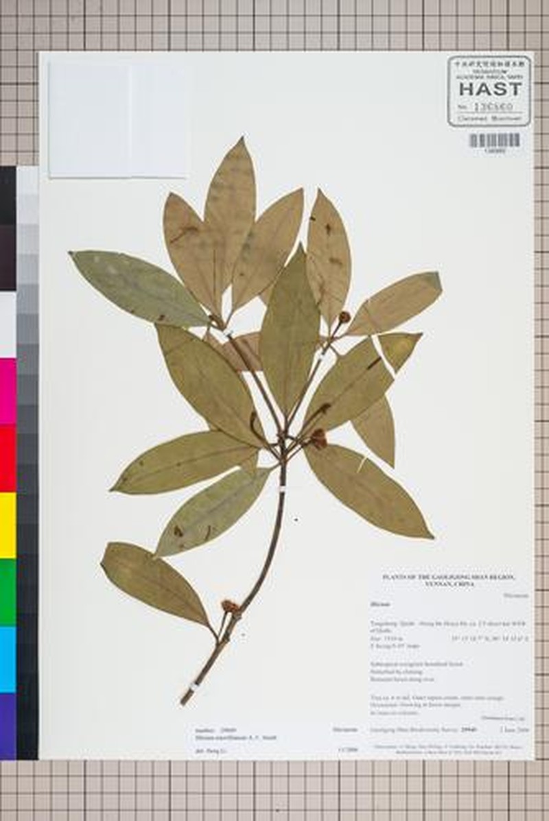 Illicium merrillianum photo 2